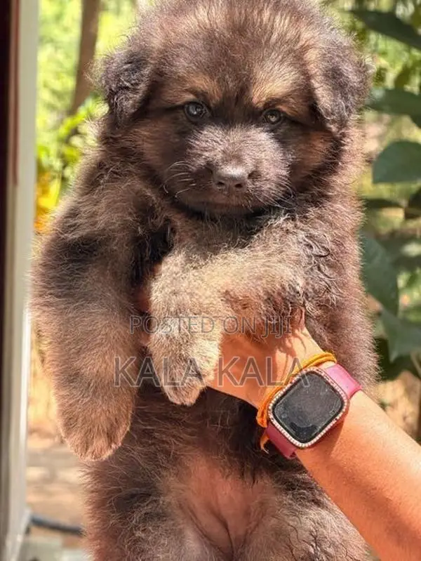 German Shepherd