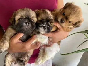 Shih Tzu