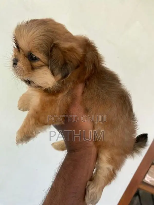 Shih Tzu