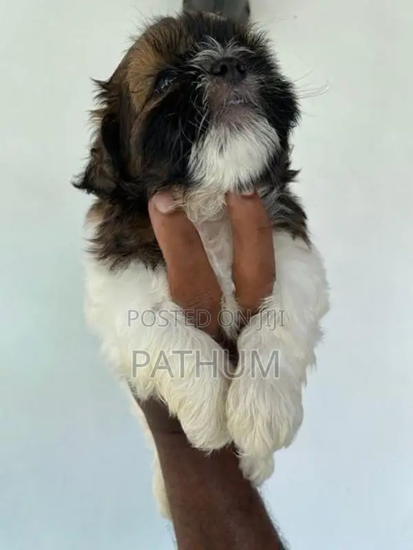 Shih Tzu