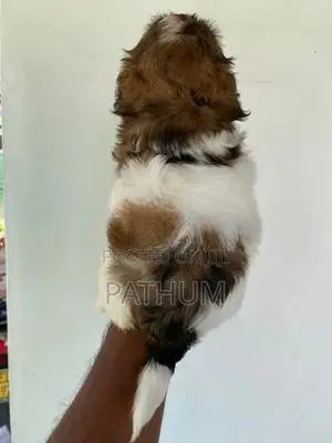 Shih Tzu
