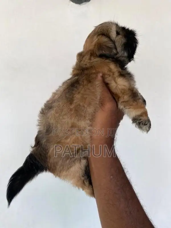 Shih Tzu