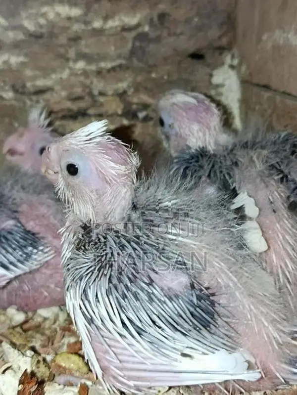 Hand Feeding Cockatiel Chicks