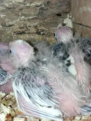 Hand Feeding Cockatiel Chicks