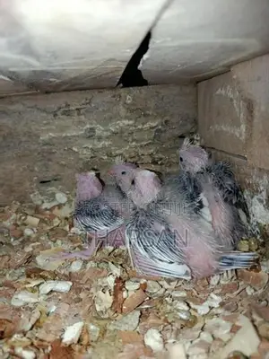 Hand Feeding Cockatiel Chicks