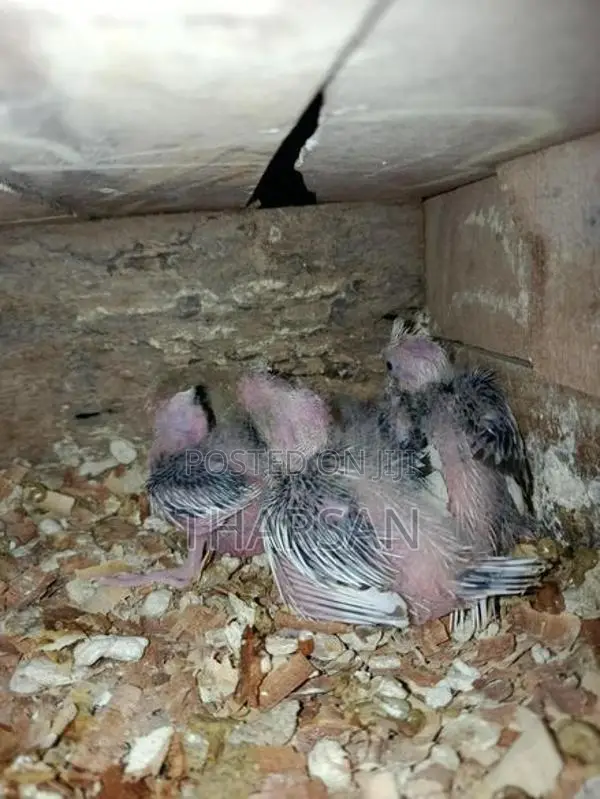 Hand Feeding Cockatiel Chicks