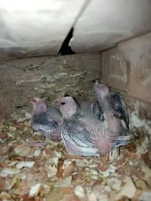 Hand Feeding Cockatiel Chicks