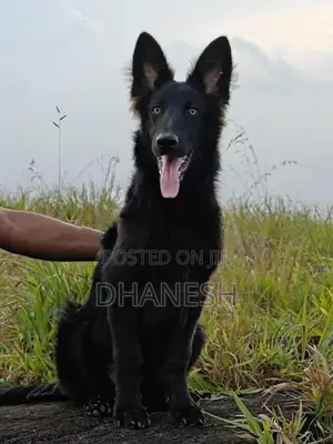 Belgian Shepherds