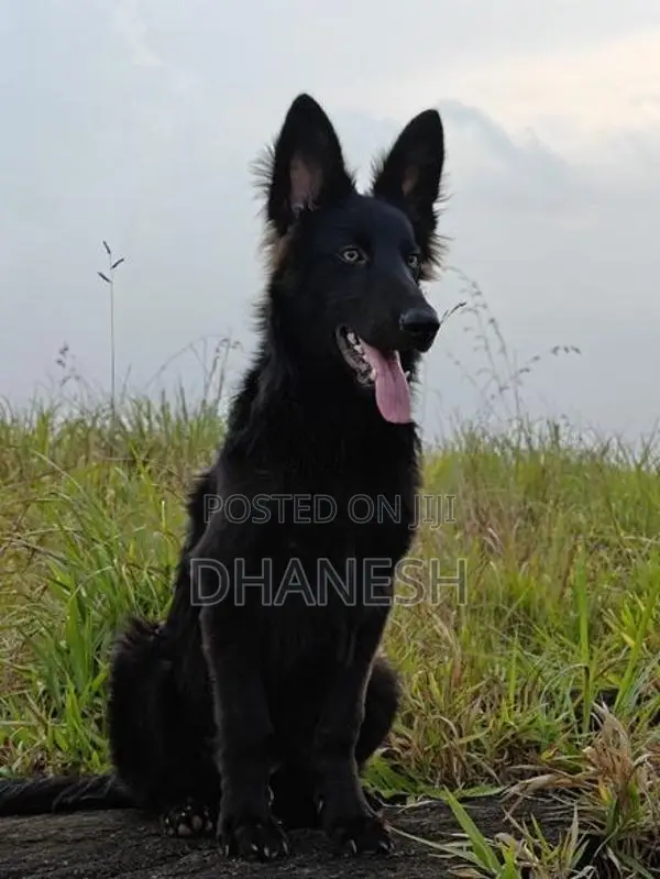 Belgian Shepherds