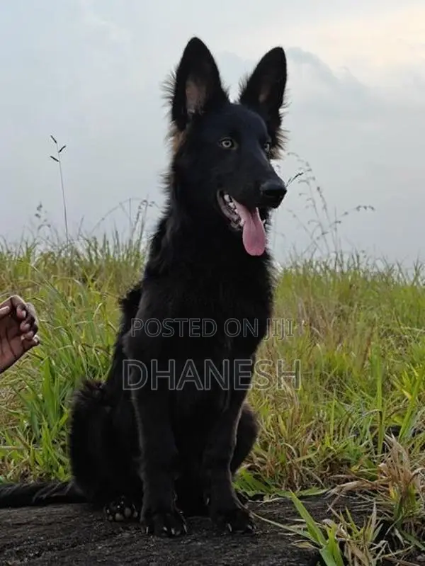 Belgian Shepherds