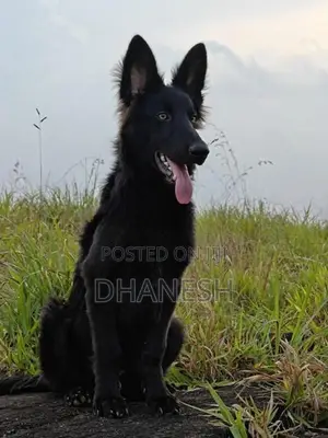 Belgian Shepherds