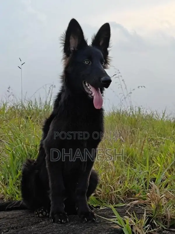 Belgian Shepherds
