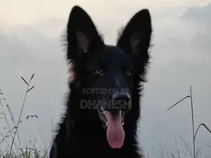 Belgian Shepherds