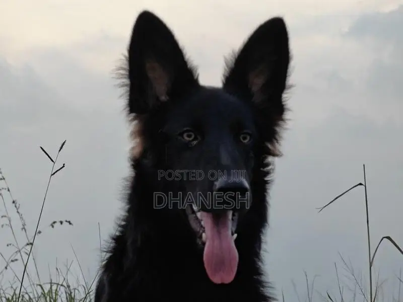 Belgian Shepherds