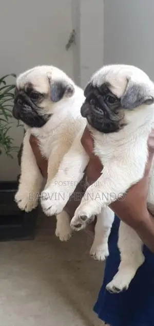 Pug Puppies