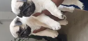 Pug Puppies