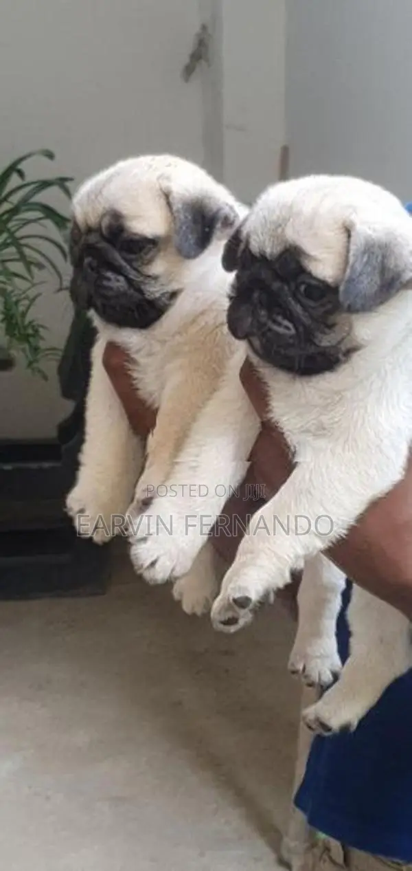 Pug Puppies
