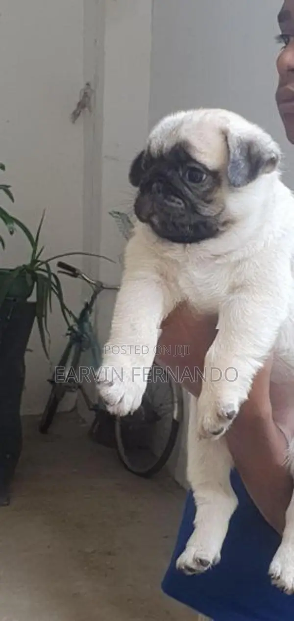 Pug Puppies