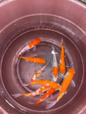 Koi Fish