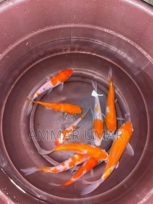 Koi Fish