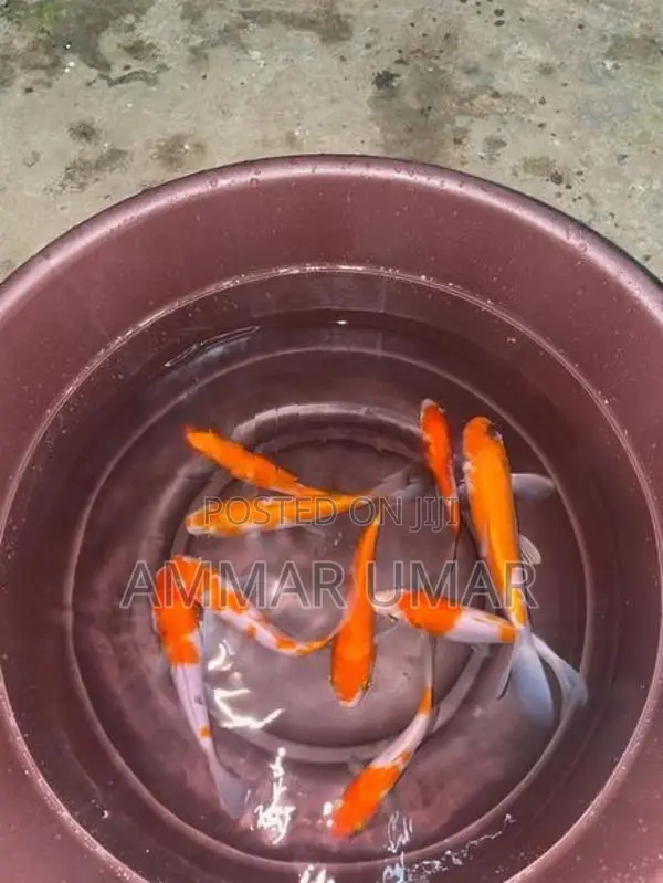 Koi Fish
