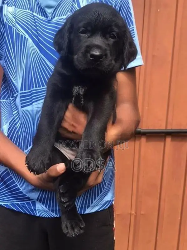 Black Labrador Puppies