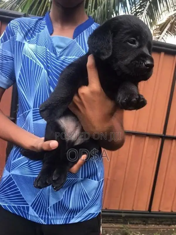 Black Labrador Puppies