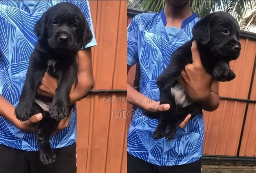 Black Labrador Puppies