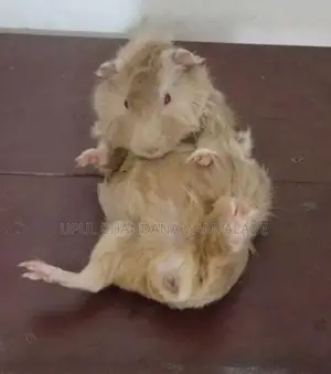 Two Guinea Pig