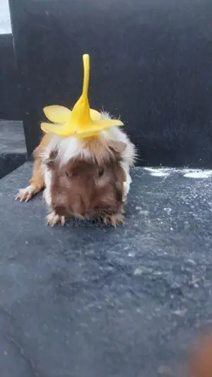 Two Guinea Pig