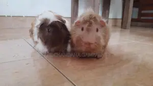 Two Guinea Pig