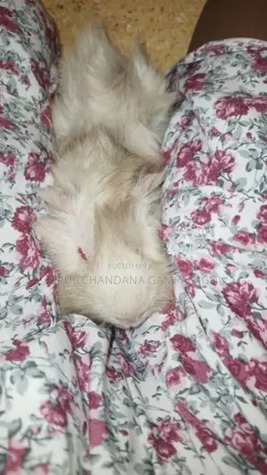 Two Guinea Pig