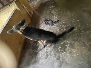 German Shepherd
