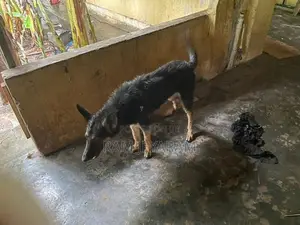 German Shepherd