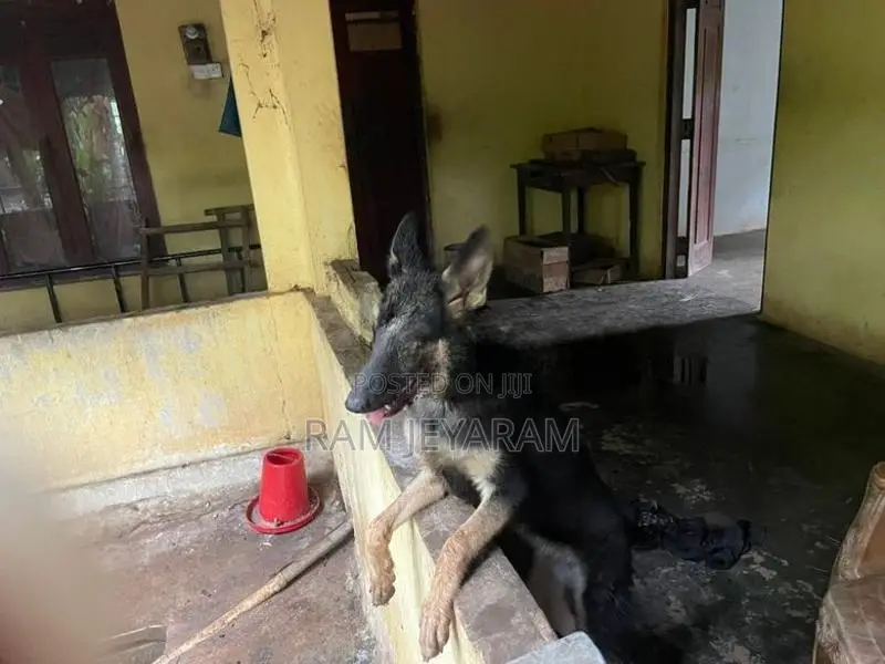 German Shepherd