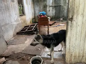 German Shepherd