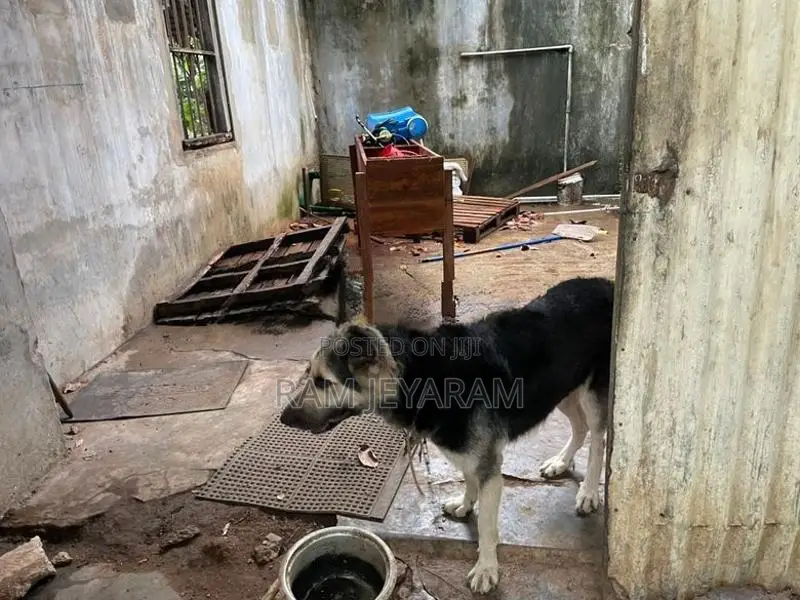 German Shepherd