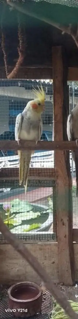Cockatiel Birds