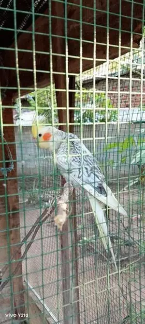 Cockatiel Birds