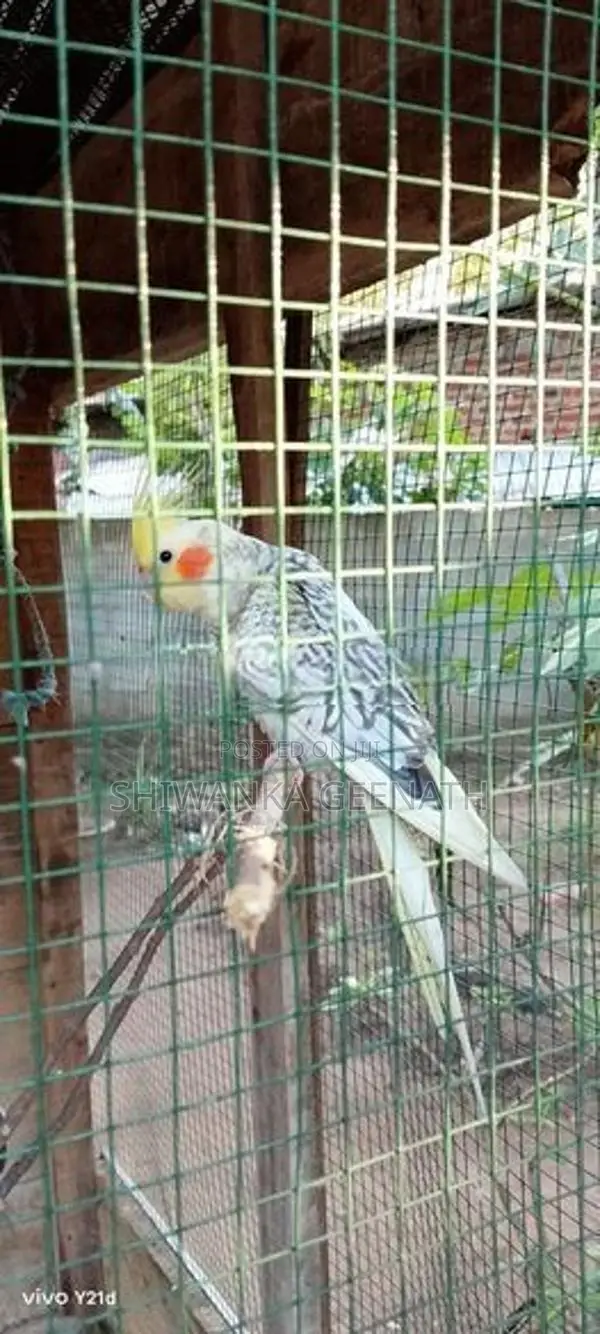 Cockatiel Birds