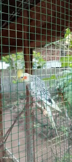 Cockatiel Birds