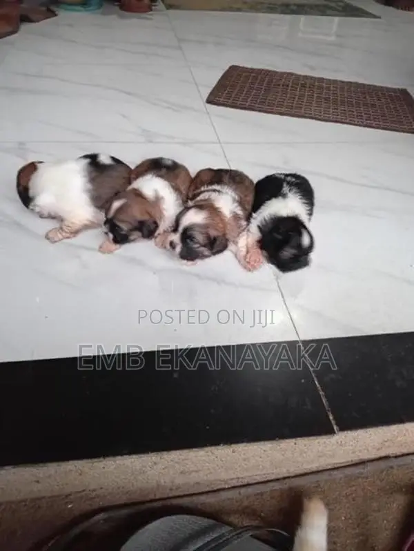 origanal.shitzu.puppies.