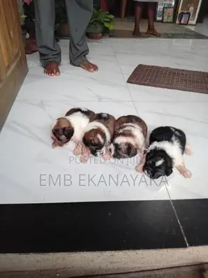 origanal.shitzu.puppies.