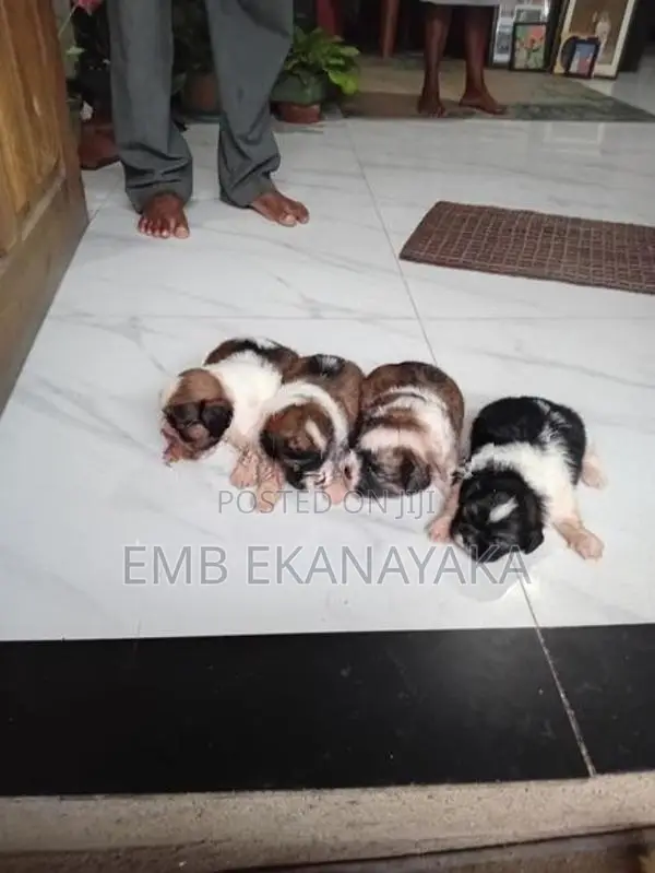 origanal.shitzu.puppies.