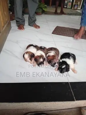 origanal.shitzu.puppies.