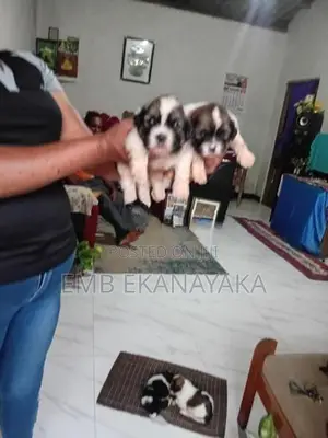 origanal.shitzu.puppies.