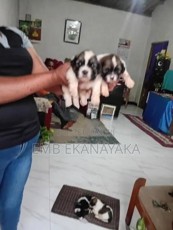 origanal.shitzu.puppies.