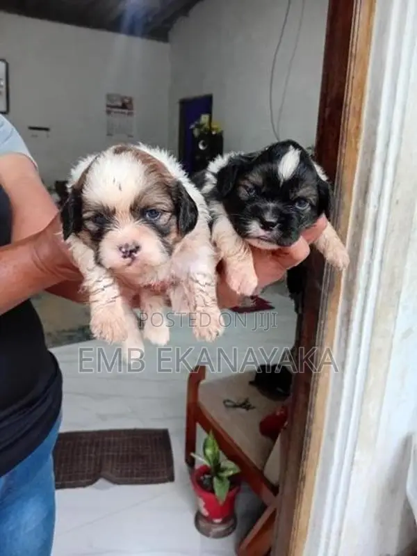 origanal.shitzu.puppies.