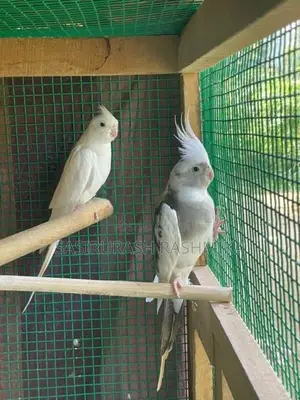 White Face Cocktail Bird