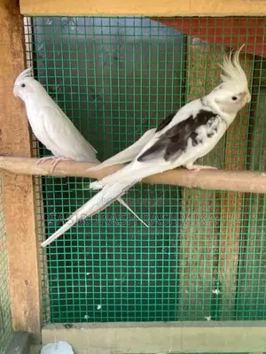 White Face Cocktail Bird